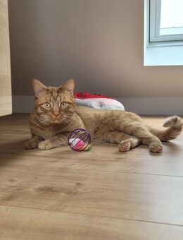 Kater mit speziellem Verhalten in erfahrene Hände abzugeben - Aachen