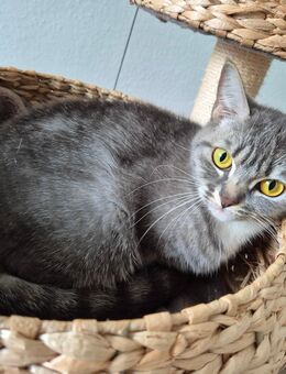 1BKH Haus Katze Kitten - Hattingen