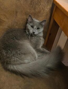 Nebelung-Katze - Wald-Michelbach
