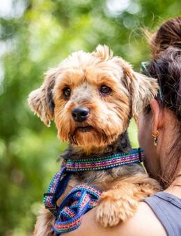 Yoyo, treuer Yorkshireterriermix 5J 5073 - Vaterstetten