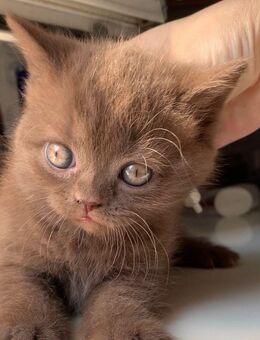 Kitten Royal BKH Cinnamon Schokolade Braune Farbe - Düsseldorf