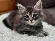 Maine Coon Kitten - Dinkelscherben