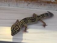 Schöne Leopard Gecko Dame mit tollen großem Terrarium günstig abzugeben - Rastede