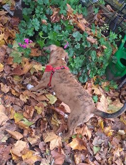 American bulldog mix welpen 2 Rüden 1 weibchen - Zweibrücken Zentrum