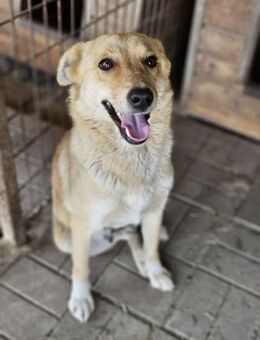 JOSEFFA ~ eine bildhübsche Hündin - Duisburg