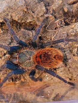 Vogelspinne- Chromatopelma cyanopubescens Weibchen - Lübtheen Zentrum