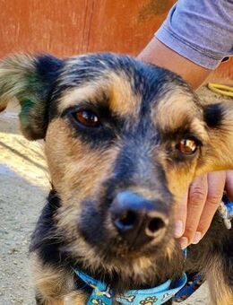 Gisi, neugierig, verspielt, agil - Westerholt