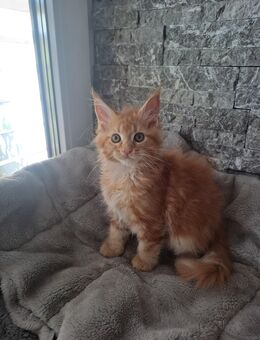 Maine Coon Kitten - Kolitzheim