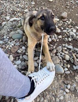 Josephine möchte Tierheim verlassen - Schwabach