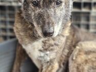 GRETCHEN - Gnadenbrotplatz gesucht - Weilheim (Oberbayern)