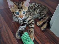 Bengal Kitten / Bengalkitten - Duisburg
