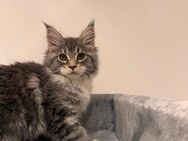 Tolle Maine Coon Kitten , weiblich Katzen - Nürnberg