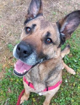 Lisa ein absoluter Traum Hund - Aichwald