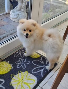 Pomeranian Zwergspitz Welpe - Wiesbaden