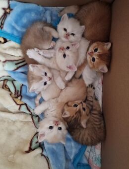 BKH Kitten - Worpswede