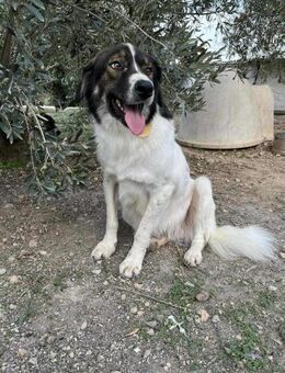 ♡Ben ♡ - so ein süßer Schatz - Alfeld (Leine)