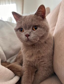 BLH Kater - Alsdorf (Nordrhein-Westfalen)