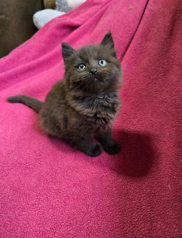 Norweger Mix Kitten - Jessen (Elster)