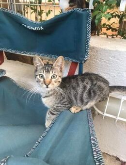 Tigris aus dem Tierschutz - Grevenbroich