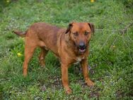 RUSTY - aufgeschlossen und neugierig - Overath