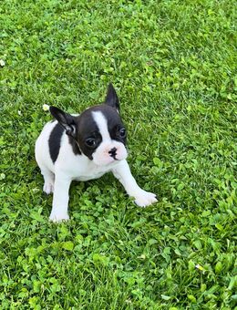 7 französische Bulldoggen - Stendal (Hansestadt) Insel