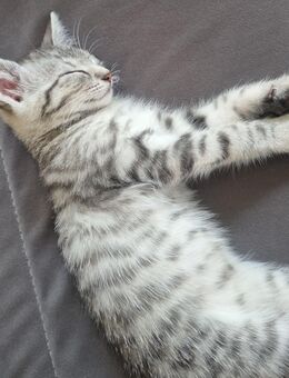 Kleine Katzenbabys suchen ein schönes Zuhause - Ebersbach-Neugersdorf