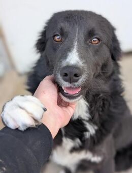 Woody - sanft, offen, lieb - Hamburg