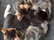 Kitten Katzenbabys Katzen EKH Kater Glückskatze - Fronhofen