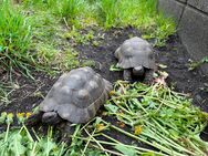 4 Breitrandschildkröten Gruppe 1,3 adult - Senftenberg