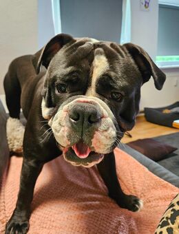 Continental Bulldogge Deckrüde - Niebüll