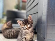 🐾 Süße Babykatzen suchen ein liebevolles Zuhause 🐾 - Bielefeld