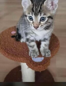 Bengal Kitten - Ketsch