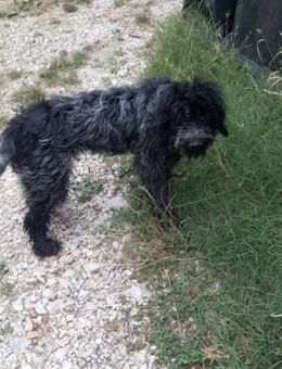 Rocco - Notfall ‼️ - Würzburg