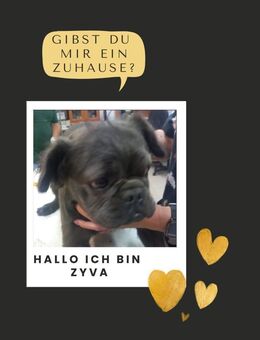 ZYVA PP wunderschöne Bully Dame sucht - Neustadt (Rübenberge)