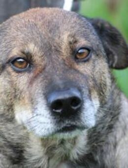 Bella - liebe, verschmuste Traumhündin - Lohra