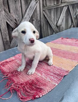 Welpin Cleo sucht ein Zuhause - Leipzig