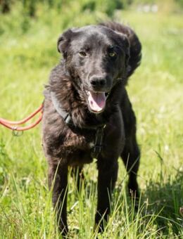 Toby 💗aktiver, aufgeweckter Hundeschatz - Hamburg