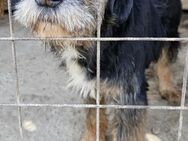 OSKAR - Freundlichkeit auf vier Pfoten - Weilheim (Oberbayern)