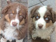 Australian Shepherd Welpen Rüden - Crimmitschau