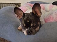 Französische bulldogge - Hainsfarth