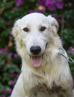 ALLEGRA 🧡 schönes Plätzchen gesucht - Herxheim (Landau)