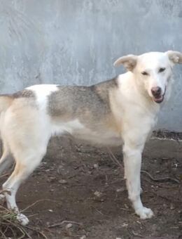 Donatella sucht liebevolles Zuhause - Unterföhring