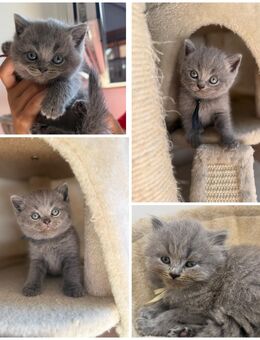 BKH kitten britische Kurzhaar Katzen - Blomberg (Nordrhein-Westfalen)