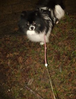 Zwergspitz Pomeranian - Tarp