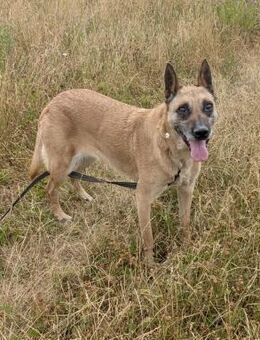 🆘 RUBY in 91616 Neusitz DRINGEND 🆘🆘 - München