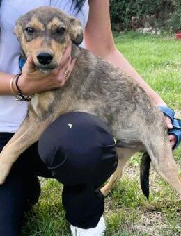 Sweet- ist eine von 12 Hundekindern - Overath