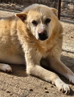 Senior BALU möchte endlich ein Zuhause - Neuberg