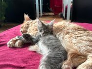 2 Maine-Coon Katzen in liebevolle Hände abzugeben - Lampertheim