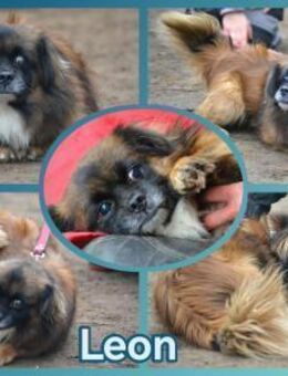 Leon 4-jähriger Tibet Spaniel -blind- - Kassel