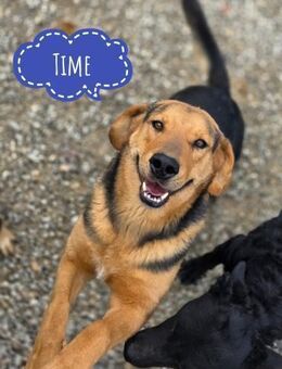 Time ein absoluter Familienhund - Flörsheim-Dalsheim